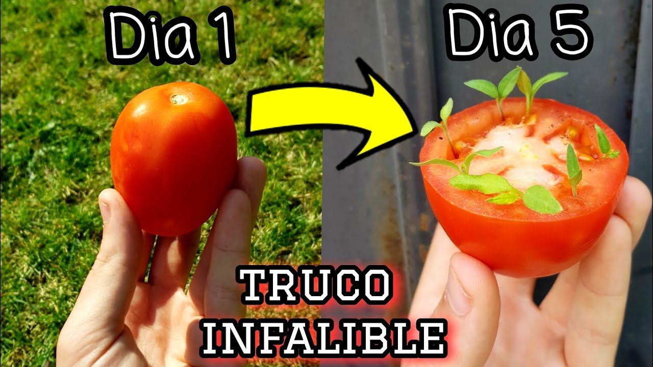 Cómo hacer germinar semillas de tomate en 5 días